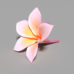 Frangipani Flower (Kamboja) 3D 3D Model