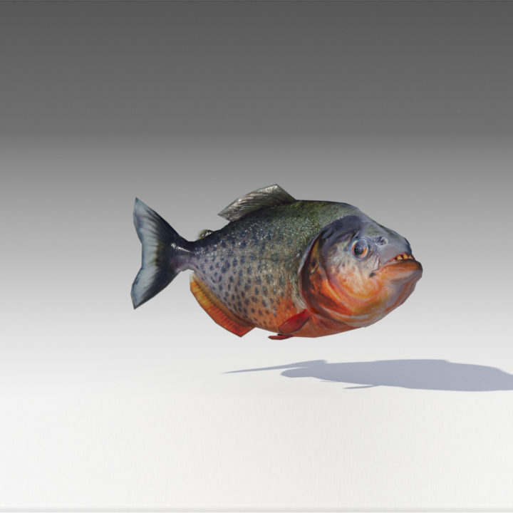 Piranha Animated 3D 3D Model