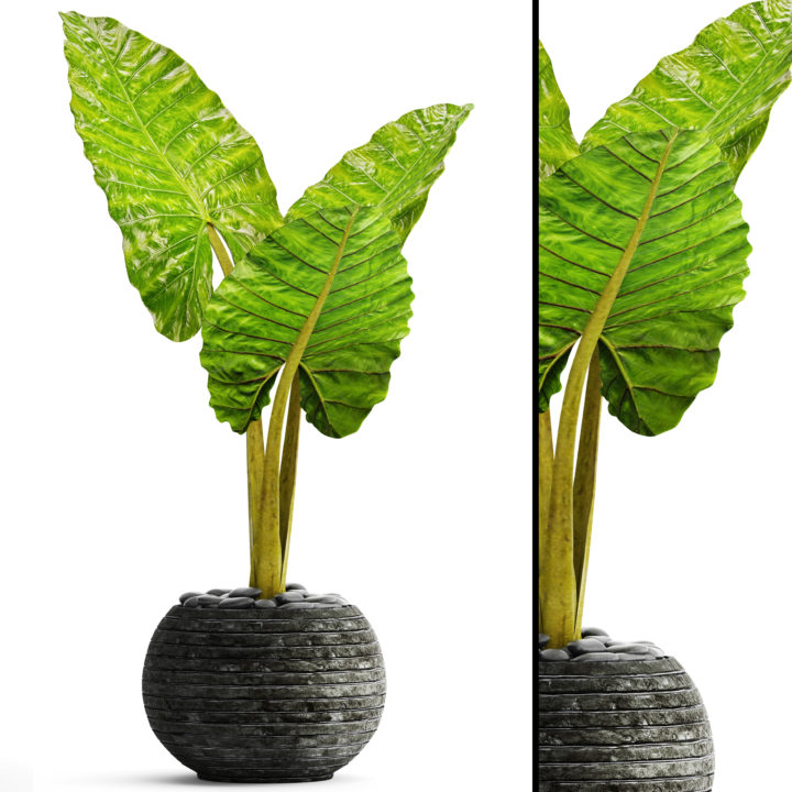 Alocasia 3D Model