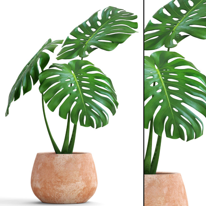 Monstera 3D Model