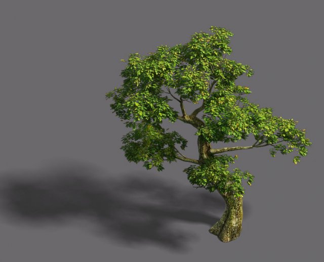 Forest – Tree 21 3D Model