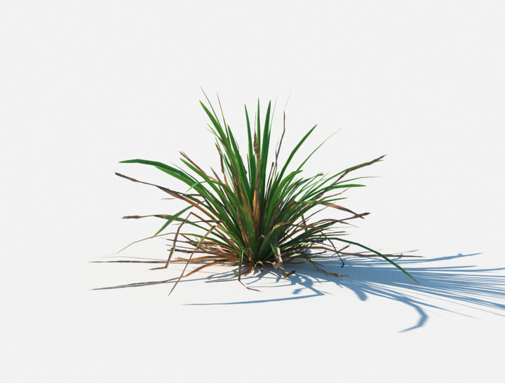 Simple grass 3D Model