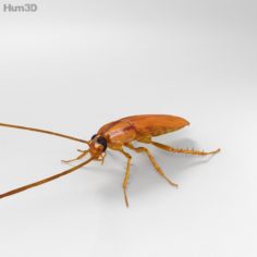 Cockroach High Detailed 3D Model