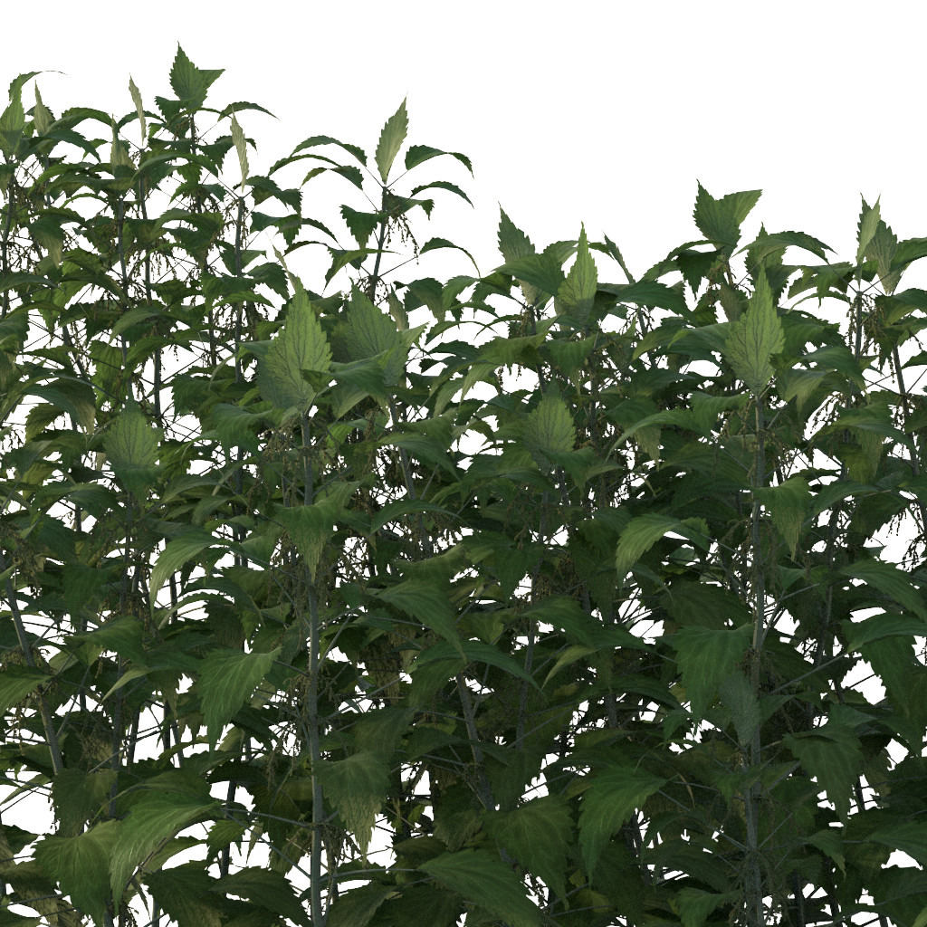 stinging nettle 3D Model