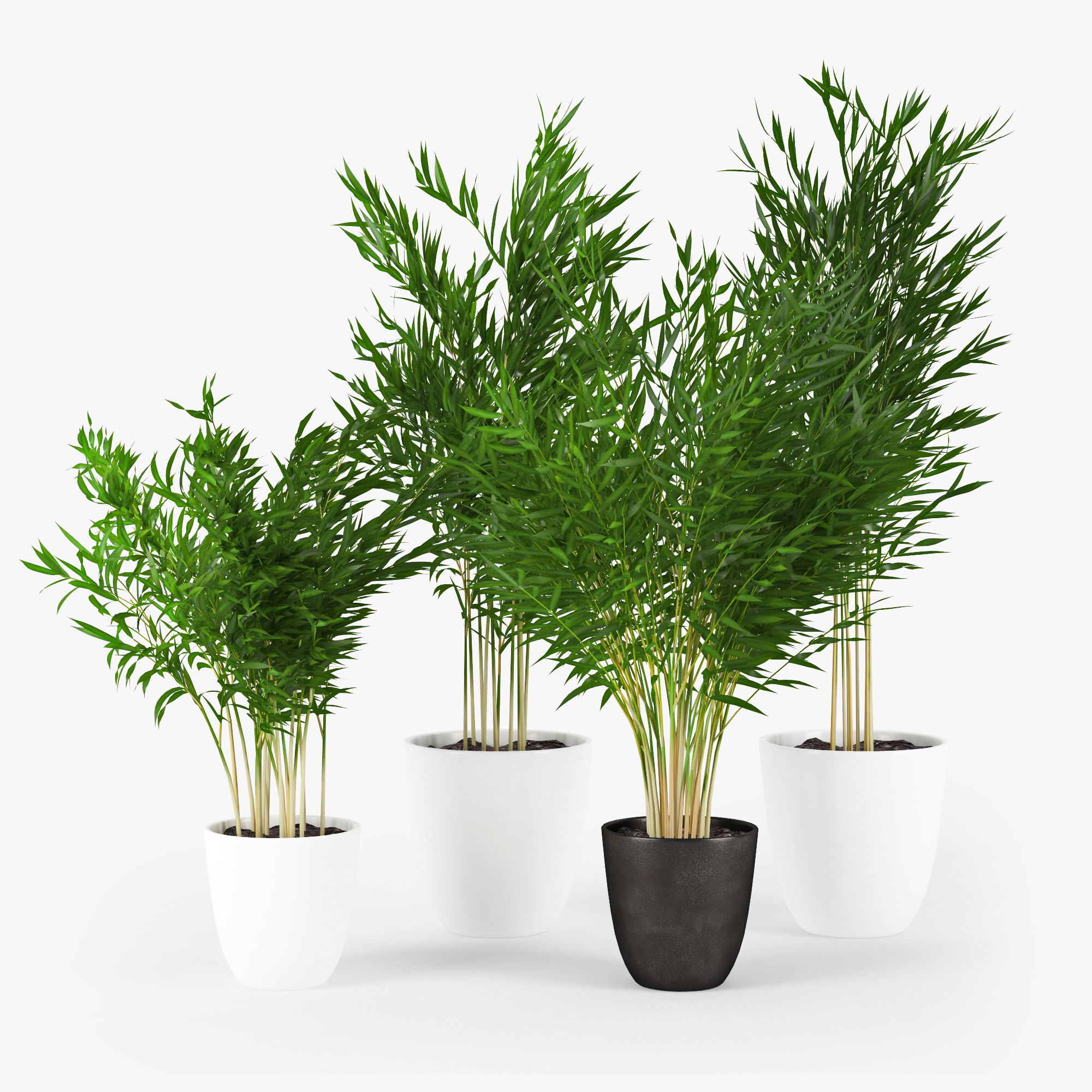 Areca Palm 3D Model
