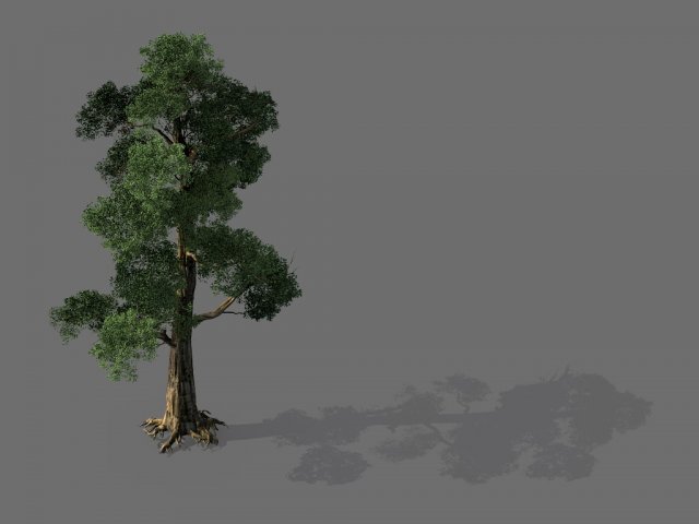 Game model – Alpine – Pine 05 3D Model