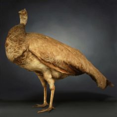 Realistic 3D Peacock Model 3D Model