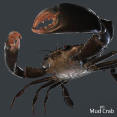 Mud crab v1 (low poly) HD 3D Model
