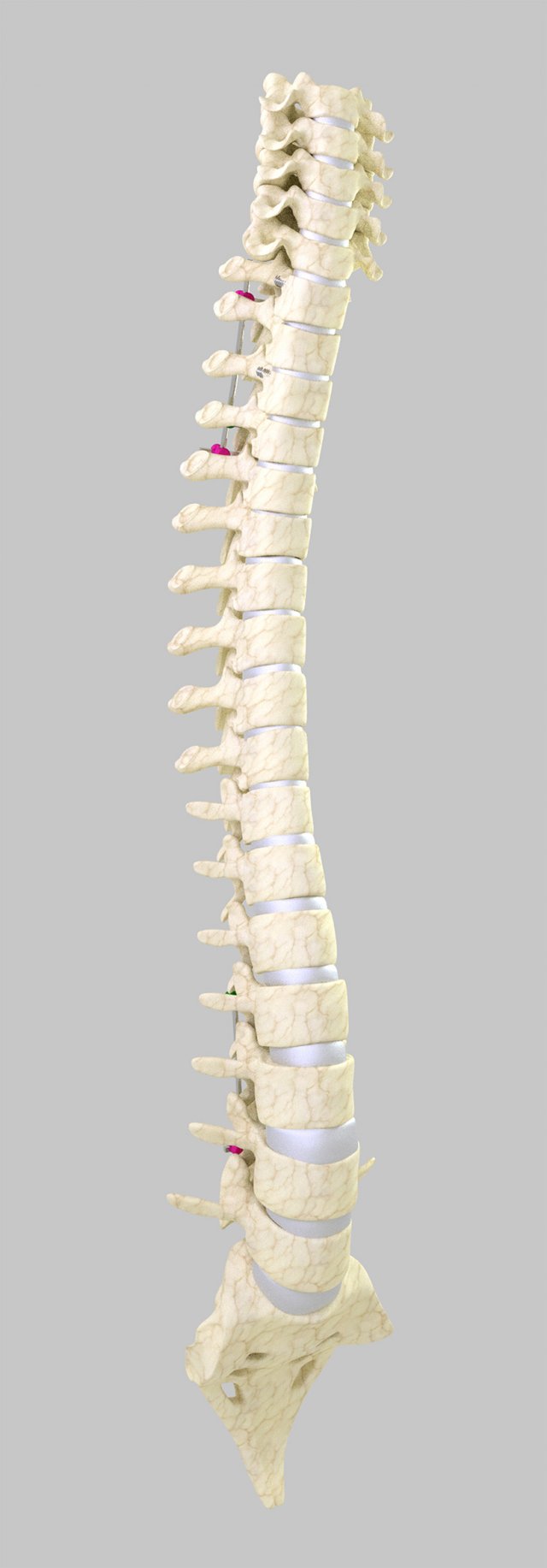 Column 3D Model