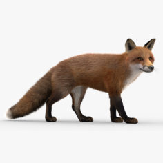 Fox (2) (Fur) 3D 3D Model