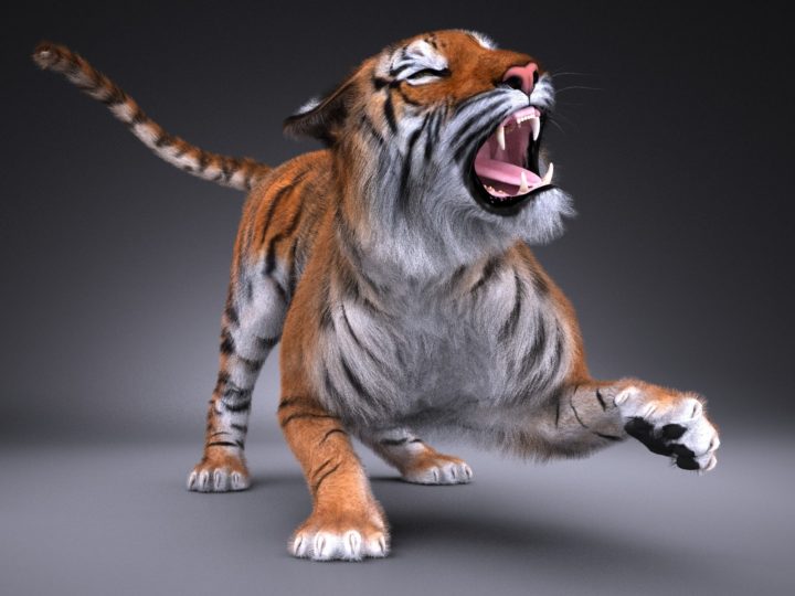 3D Sumatran Tiger (Fur) 3D Model