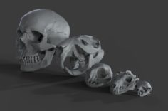 Skull Scans 3D model 3D Model