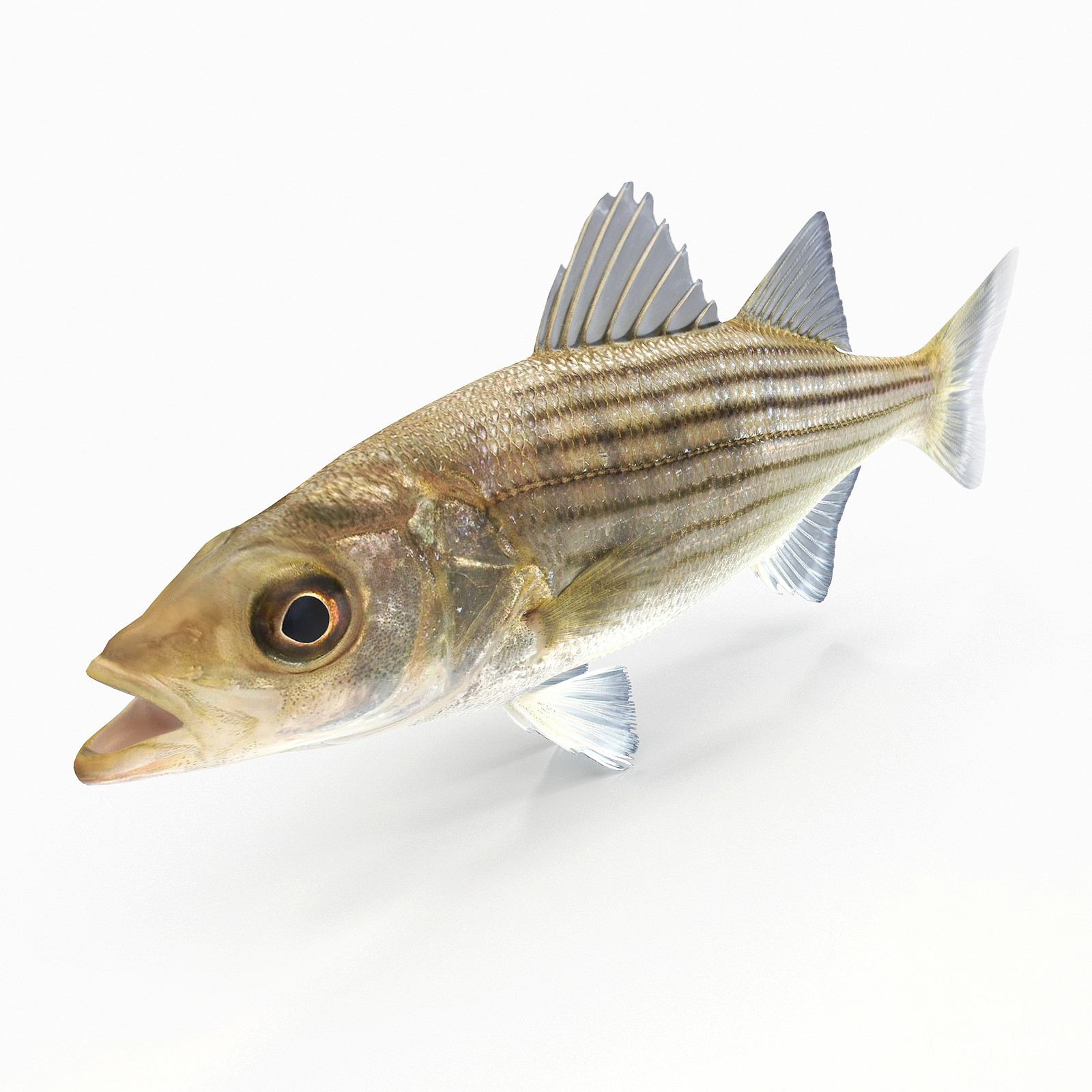 Striped Bass 3D model 3D Model