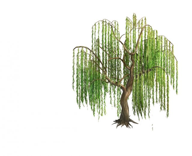 Forest – Willow 02 3D Model