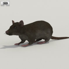 3D Common Rat 3D Model
