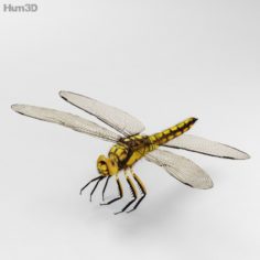 Dragonfly High Detailed 3D Model