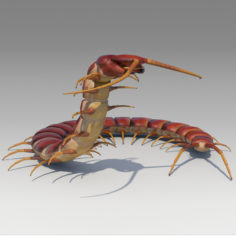 3D Centipede 3D Model