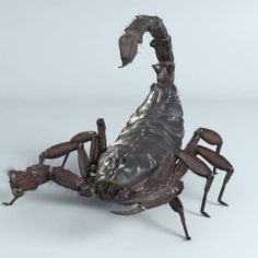 HairyScorpion 3D Model