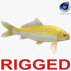 Yellow Koi Ogon Fish Rigged for Cinema 4D 3D Model