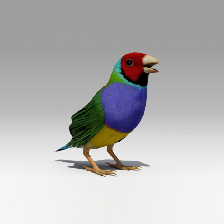 Gouldian Animated 3D Model