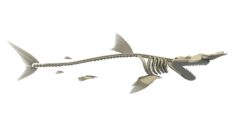 Hammerhead Shark Skeleton 3D model 3D Model