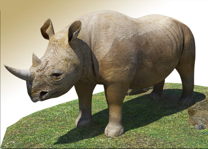 Rhino 3D Model