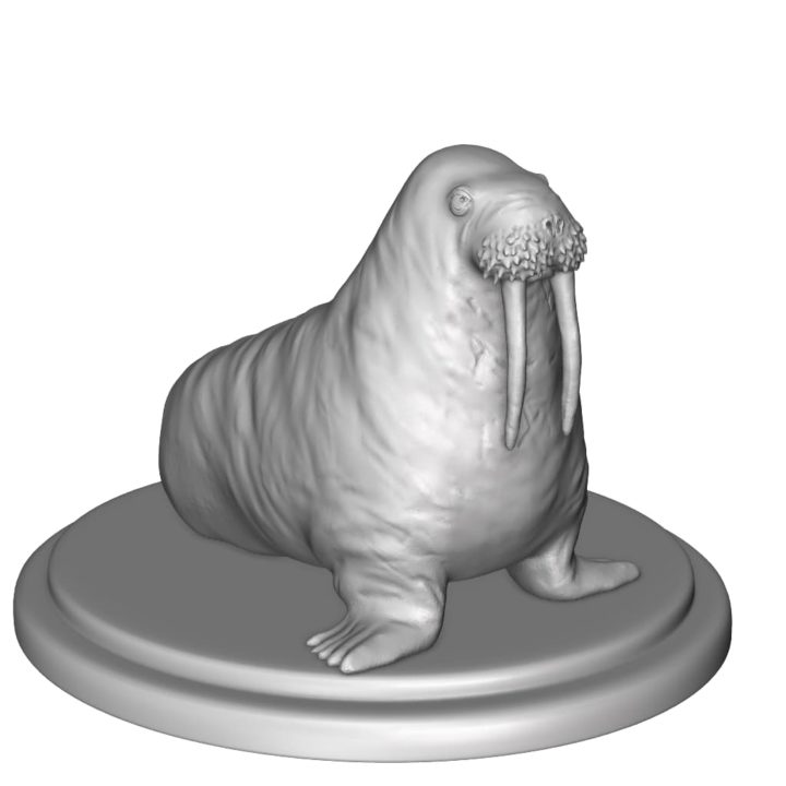 walrus 3D Model