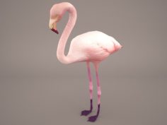 Phoenicopterus Roseus “Greater Flamingo” 3D Model