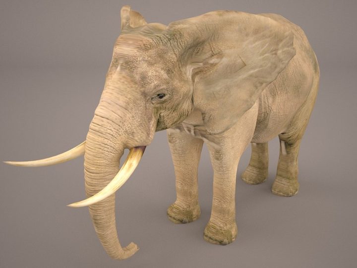 3D Elephant 3D Model