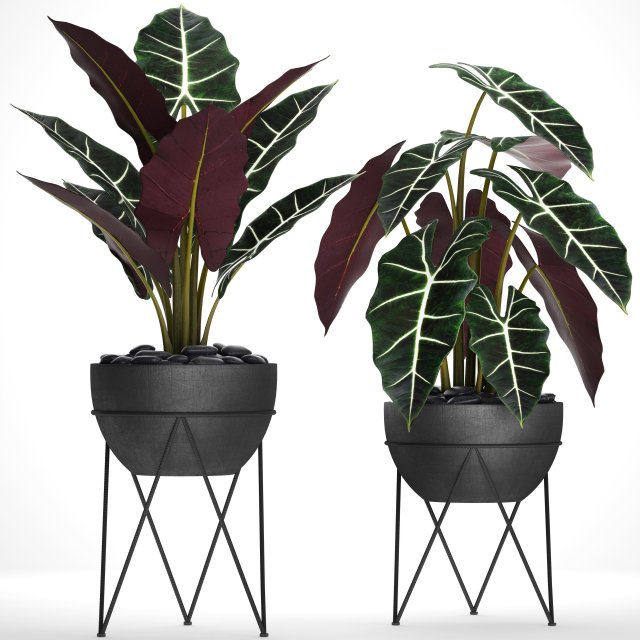 Alocasia 3D Model