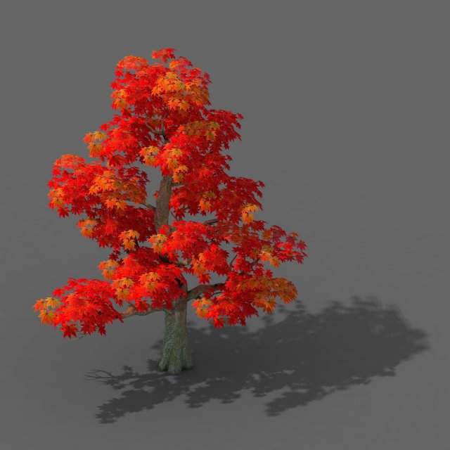 Forest – Maple Tree 13 3D Model