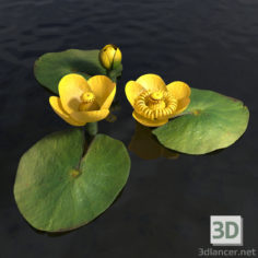 3D-Model 
Water lily