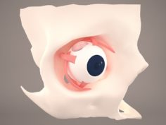 3D model Eye anatomy – inner structure 3D Model