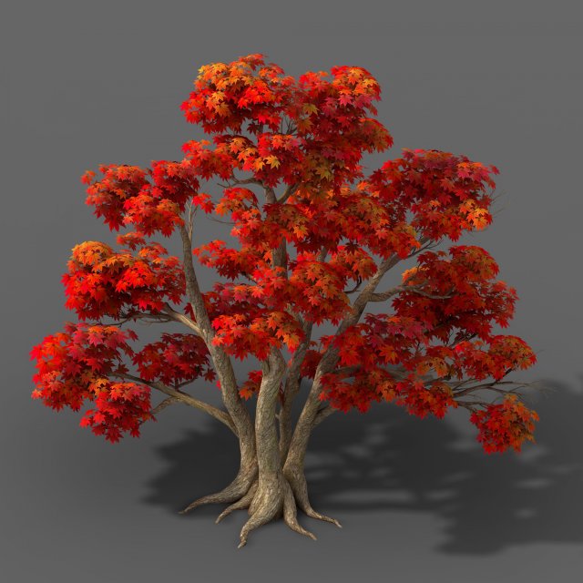 Forest – Maple Trees 16 3D Model