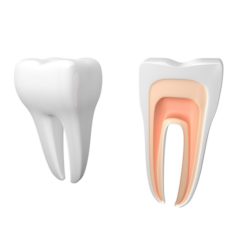 Tooth dental 3D Model