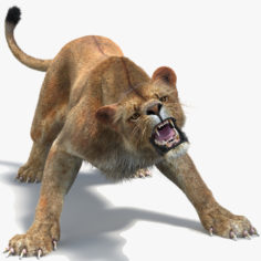Lioness 2 (Fur) (Animated) (Two Colors) 3D Model