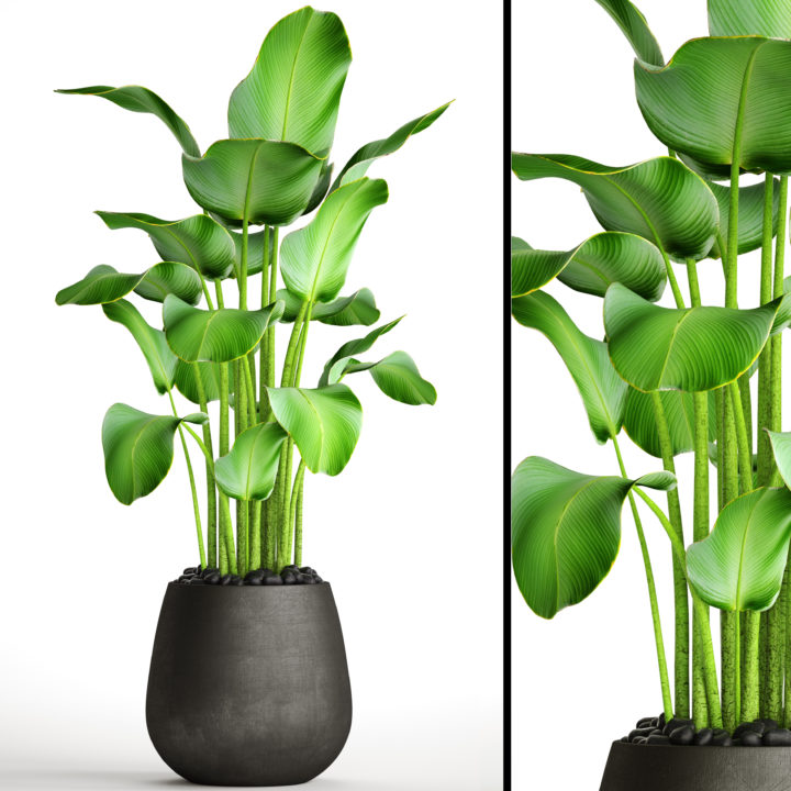 plants banana 3D 3D Model