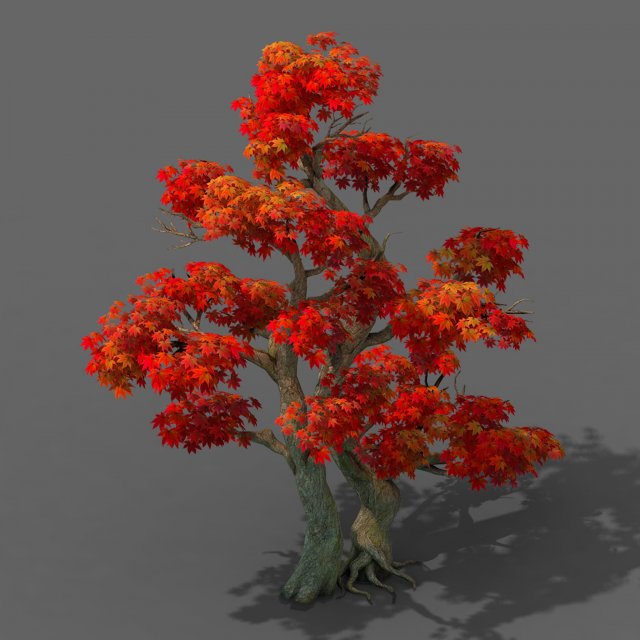 Forest – Maple Tree 14 3D Model