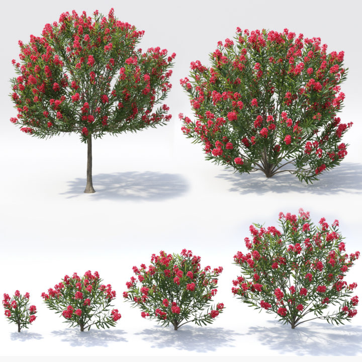 Nerium Oleander Collection 3D Model