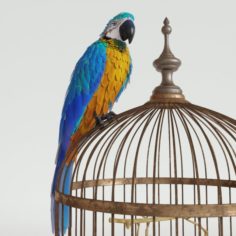 Parrot Ara 3D Model