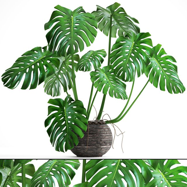 Monstera 3D Model