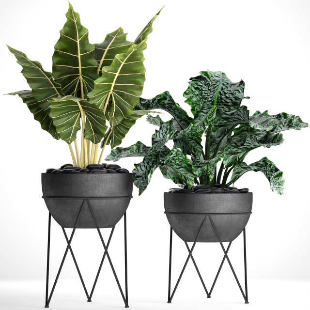 Plants collection pot 3D Model