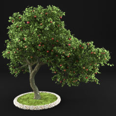 Apple Tree 3 3D Model