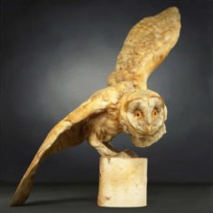 Realistic 3D Owl Model 3D Model
