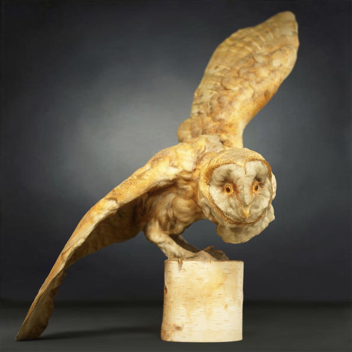 Realistic 3D Owl Model 3D Model