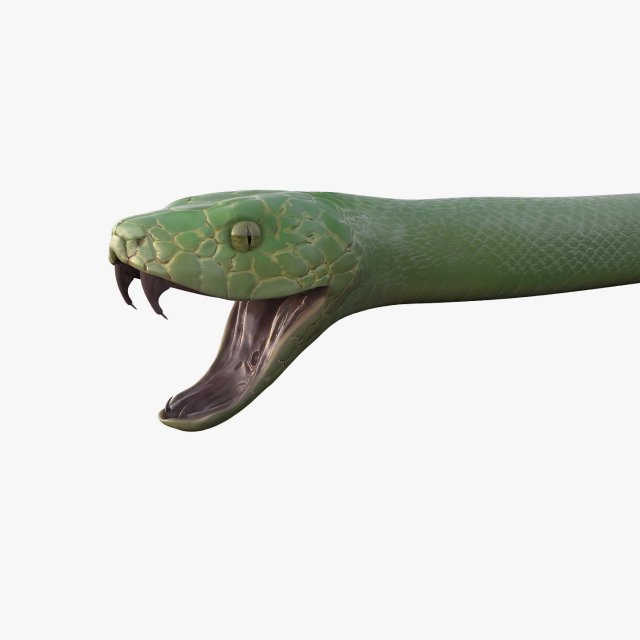Green snake 3D Model