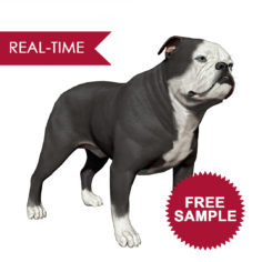 English Bulldog Real-Time Free Sample 3D Model