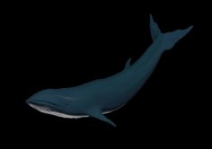 Blue Whale model 3D Model