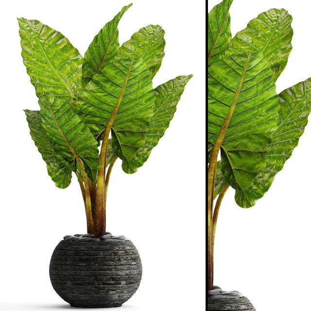 Alocasia macrorrhiza 3D Model