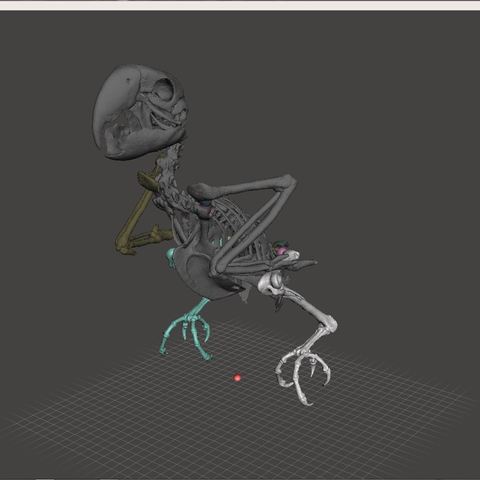 Macow Skeleton 3D Print Model